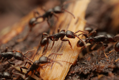 Pachycerus-group Raider Ants (Complex Aenictus pachycerus) · iNaturalist