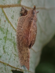 Cucullarion parkini