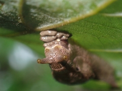 Cucullarion parkini