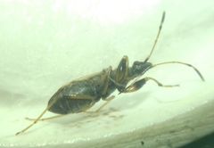 Paraparomius leptopoides