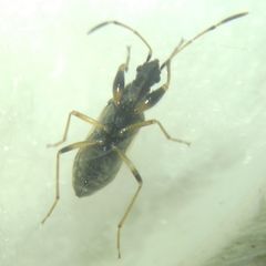 Paraparomius leptopoides