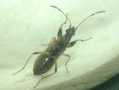 Paraparomius leptopoides