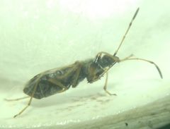 Paraparomius leptopoides