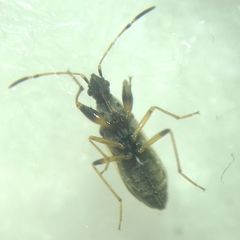 Paraparomius leptopoides