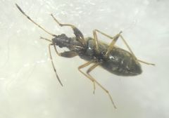 Paraparomius leptopoides