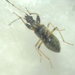 Paraparomius leptopoides