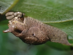 Cucullarion parkini