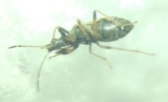 Paraparomius leptopoides