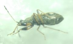 Paraparomius leptopoides