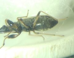 Paraparomius leptopoides