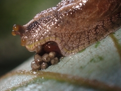 Cucullarion parkini