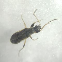 Paraparomius leptopoides