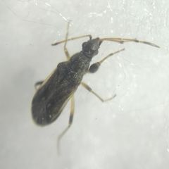 Paraparomius leptopoides