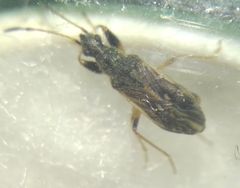 Paraparomius leptopoides