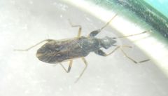 Paraparomius leptopoides