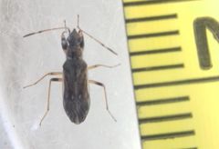 Paraparomius leptopoides