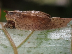 Cucullarion parkini