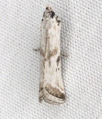 Diviana eudoreella