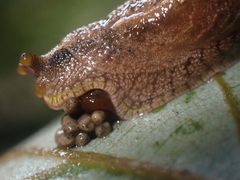 Cucullarion parkini