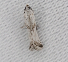 Diviana eudoreella