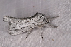 Inguromorpha itzalana