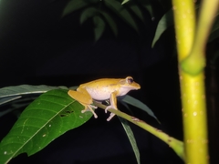 Polypedates leucomystax