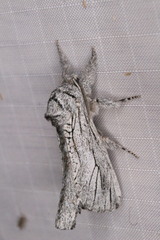 Inguromorpha itzalana