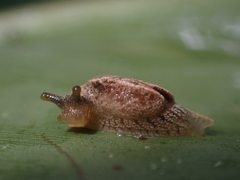 Cucullarion parkini