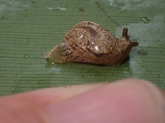 Cucullarion parkini