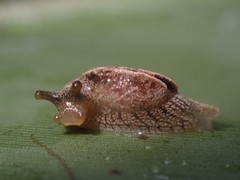 Cucullarion parkini
