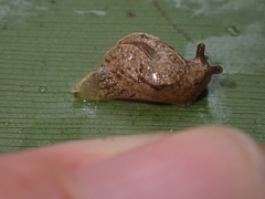 Cucullarion parkini