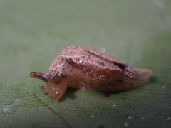 Cucullarion parkini