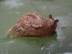 Cucullarion parkini