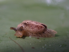 Cucullarion parkini