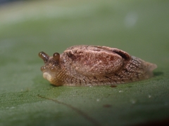 Cucullarion parkini