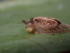 Cucullarion parkini