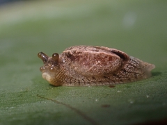 Cucullarion parkini