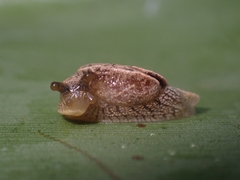Cucullarion parkini