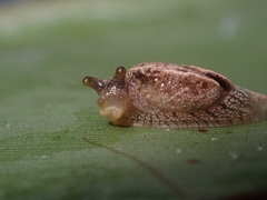 Cucullarion parkini