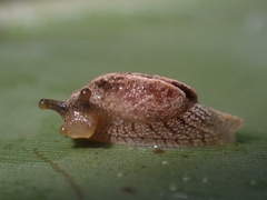 Cucullarion parkini