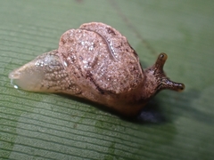 Cucullarion parkini