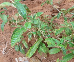 Croton menyharthii