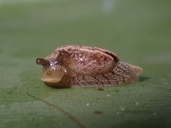Cucullarion parkini