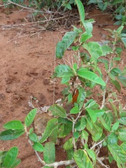 Croton menyharthii