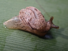 Cucullarion parkini