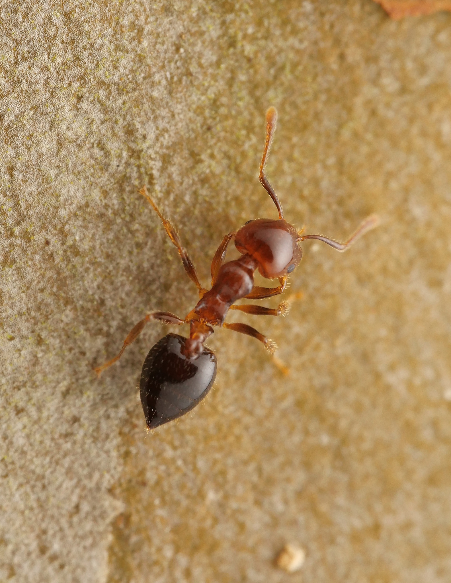 Crematogaster flavicornis