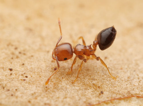 Crematogaster flavicornisCrematogaster flavicornis