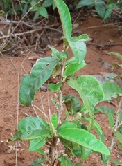 Croton menyharthii