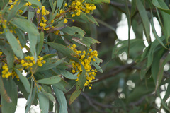 Acacia harpophylla