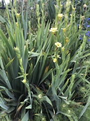 Angiospermae